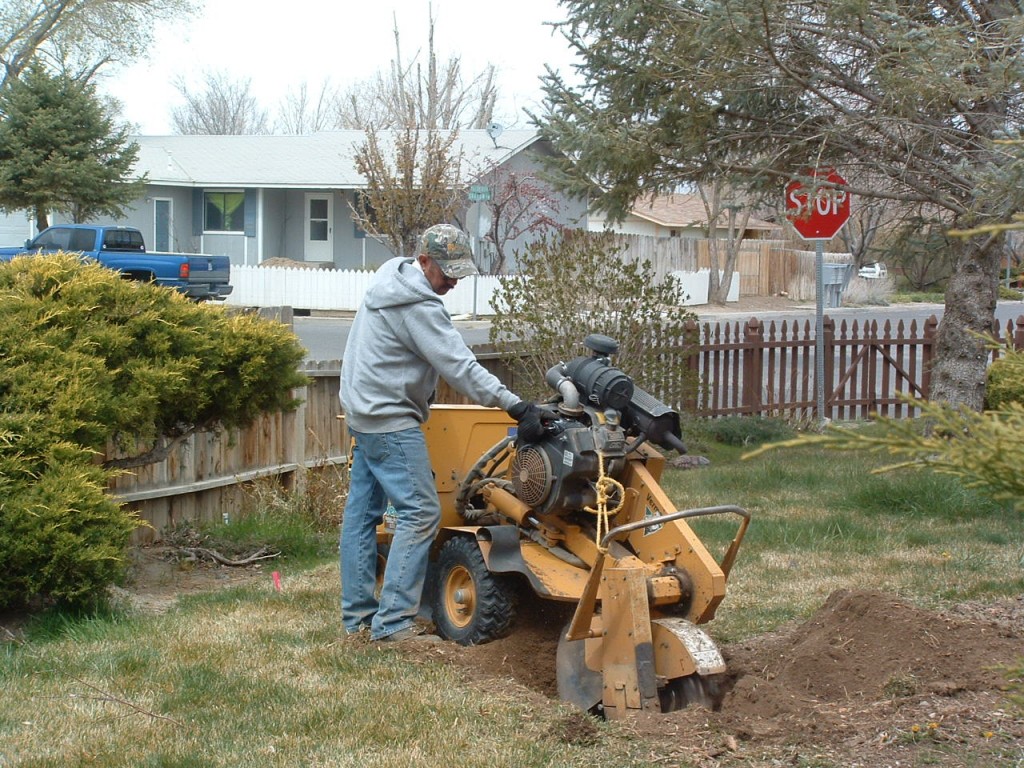 Northern Nevada Tree Services - Lake Tahoe
