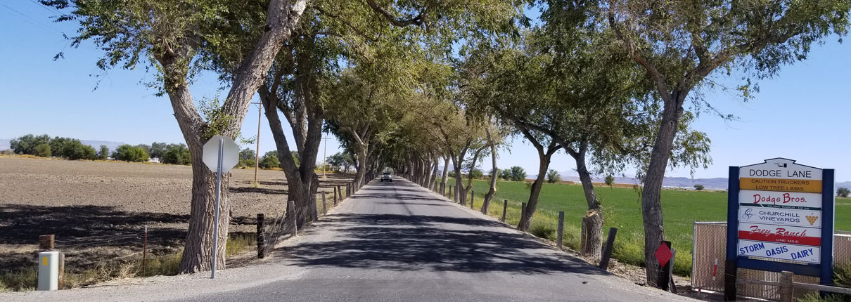 Awesome canopy pruning very long driveway at a ranch in Fallon. Great job guys!