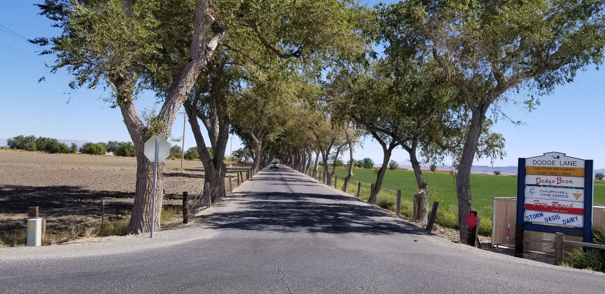 Awesome canopy pruning very long driveway at a ranch in Fallon. Great job guys!