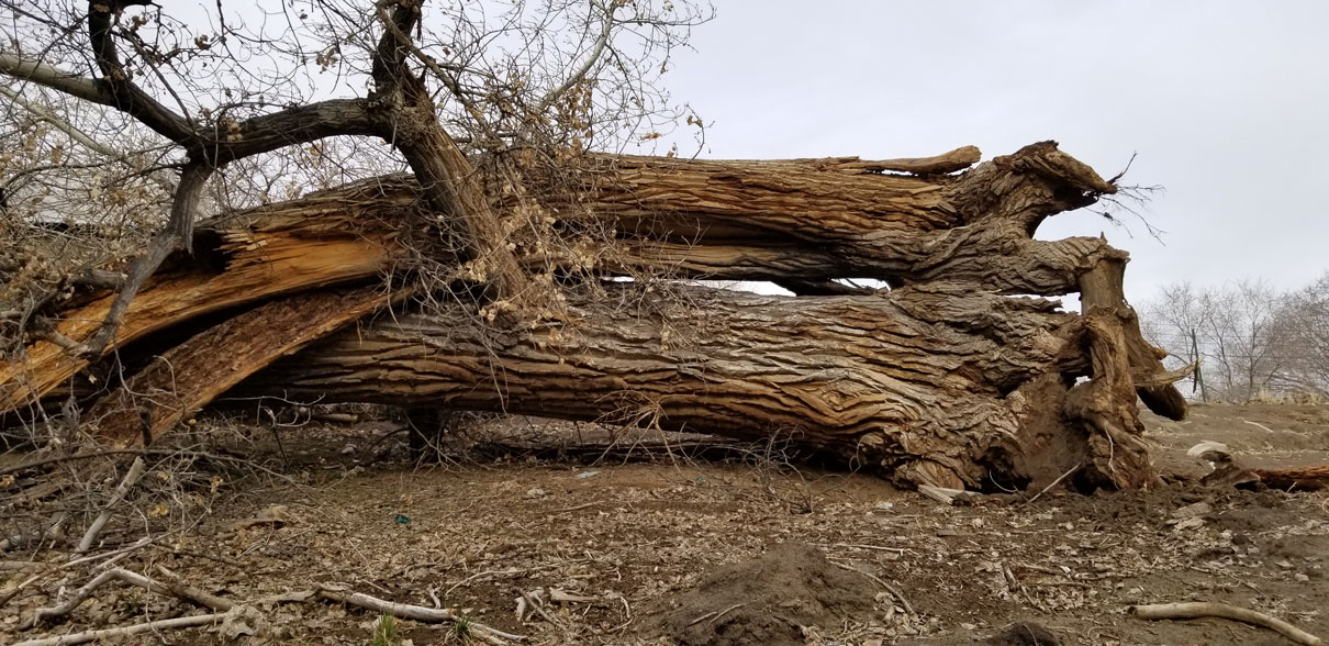 Large cottonwood failure due to armillaria fungus.