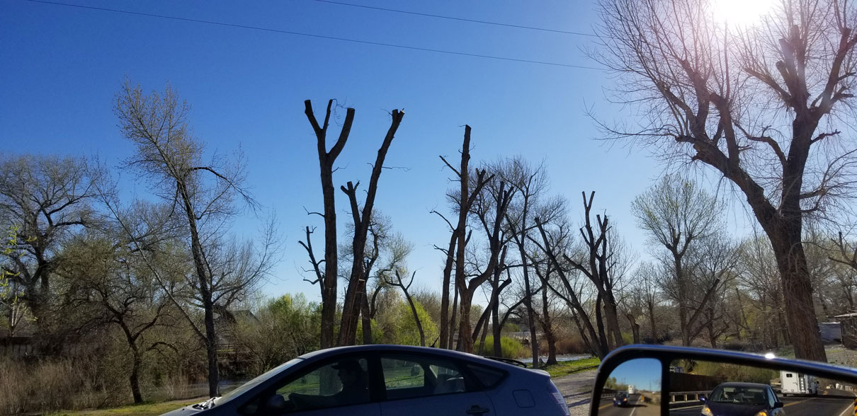 Topped trees that have been permanently damaged