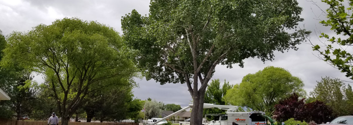 Pruning a healthy cottonwood tree and very healthy willow.