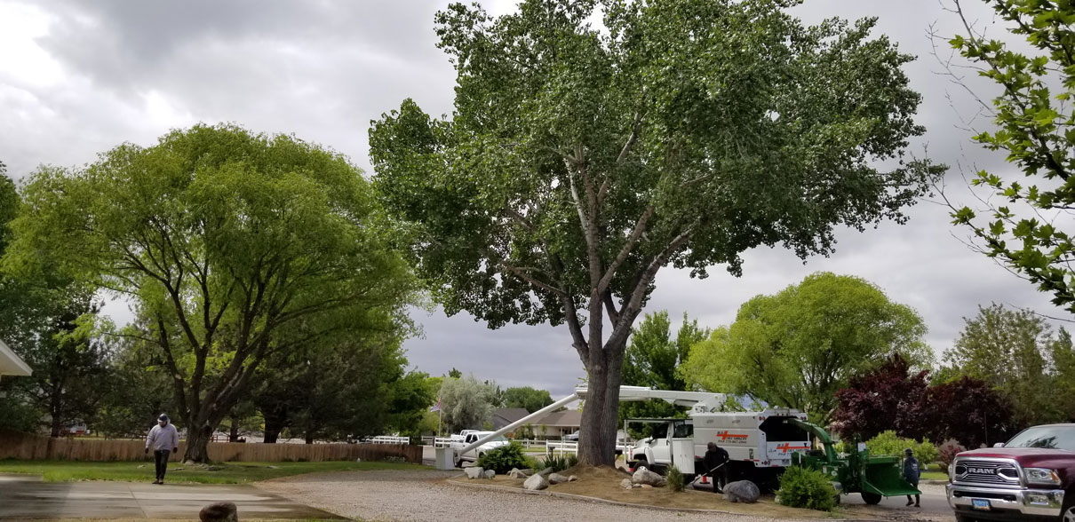 Pruning a healthy cottonwood tree and very healthy willow.