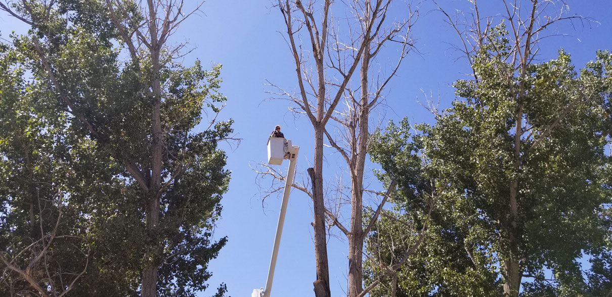 Removing deadwood from large poplars and shaping.