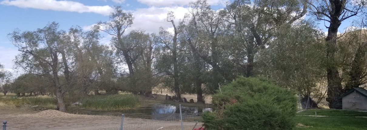 Over 20 willows at a large ranch outside of Austin, Nevada. Removing deadwood