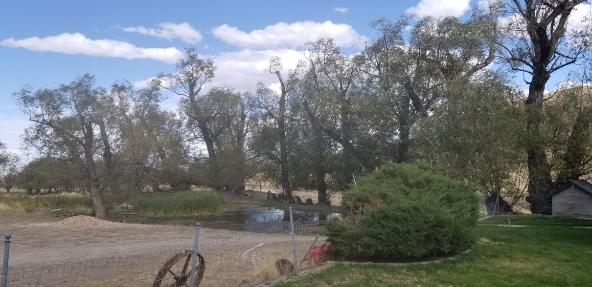 Over 20 willows at a large ranch outside of Austin, Nevada. Removing deadwood