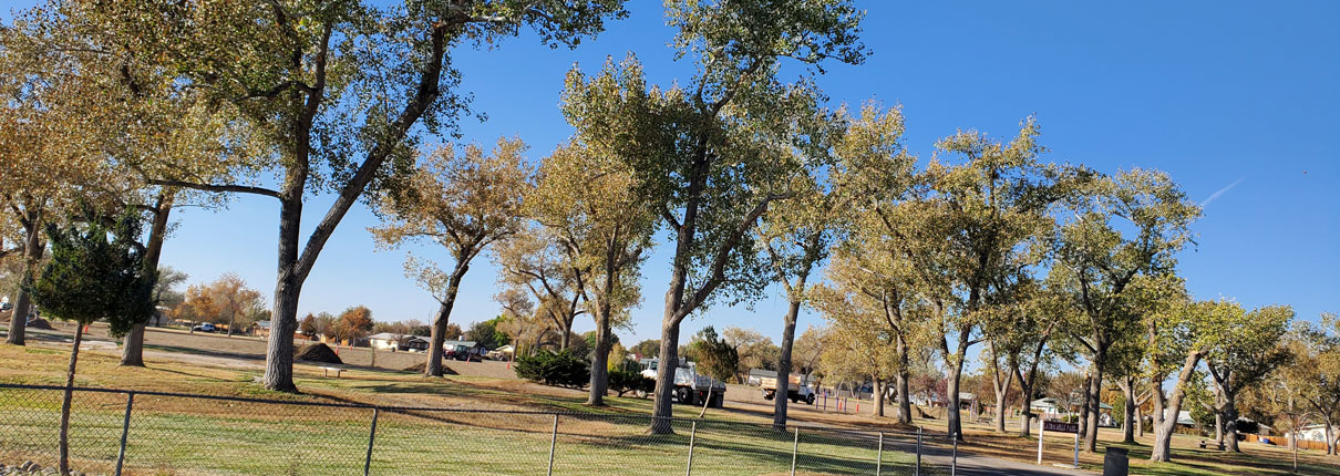 Laura Mills Park in Fallon over 30 large cottonwoods.